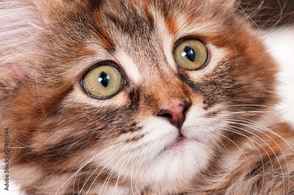 Portrait of kitten Portrait of kitten