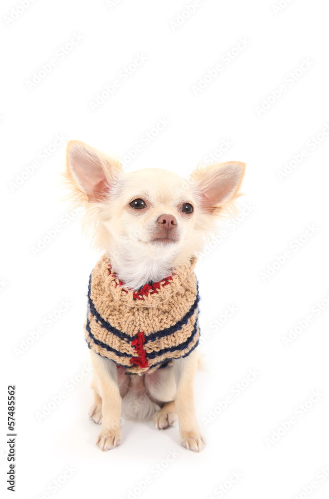 Chihuahua