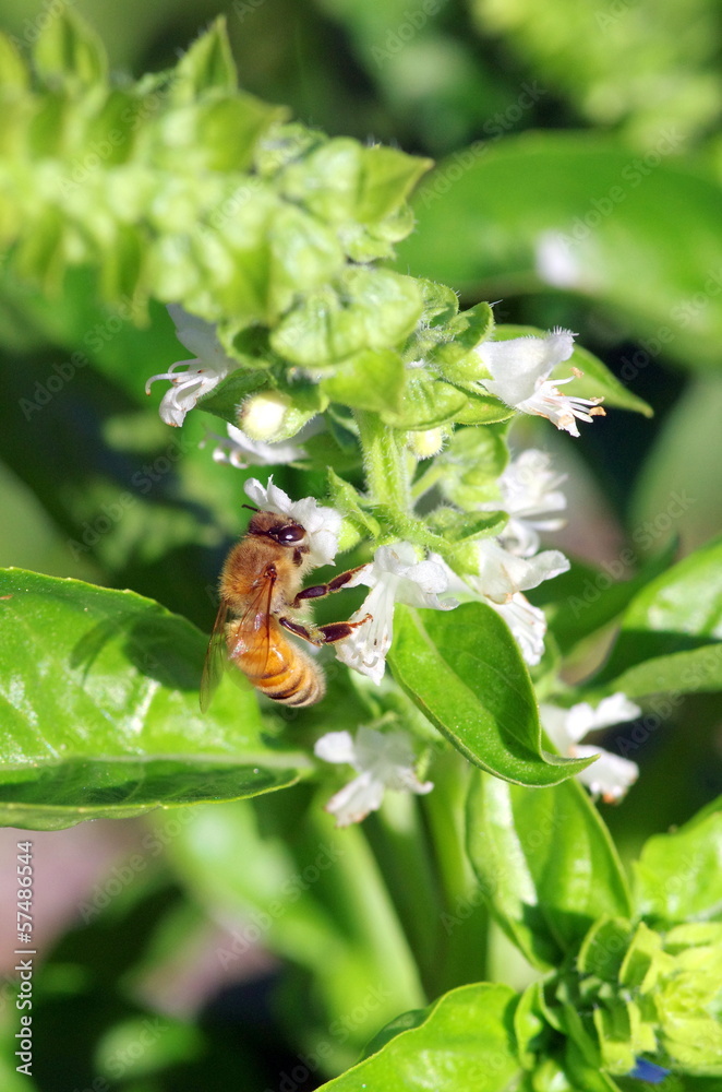 Fototapeta premium バジル