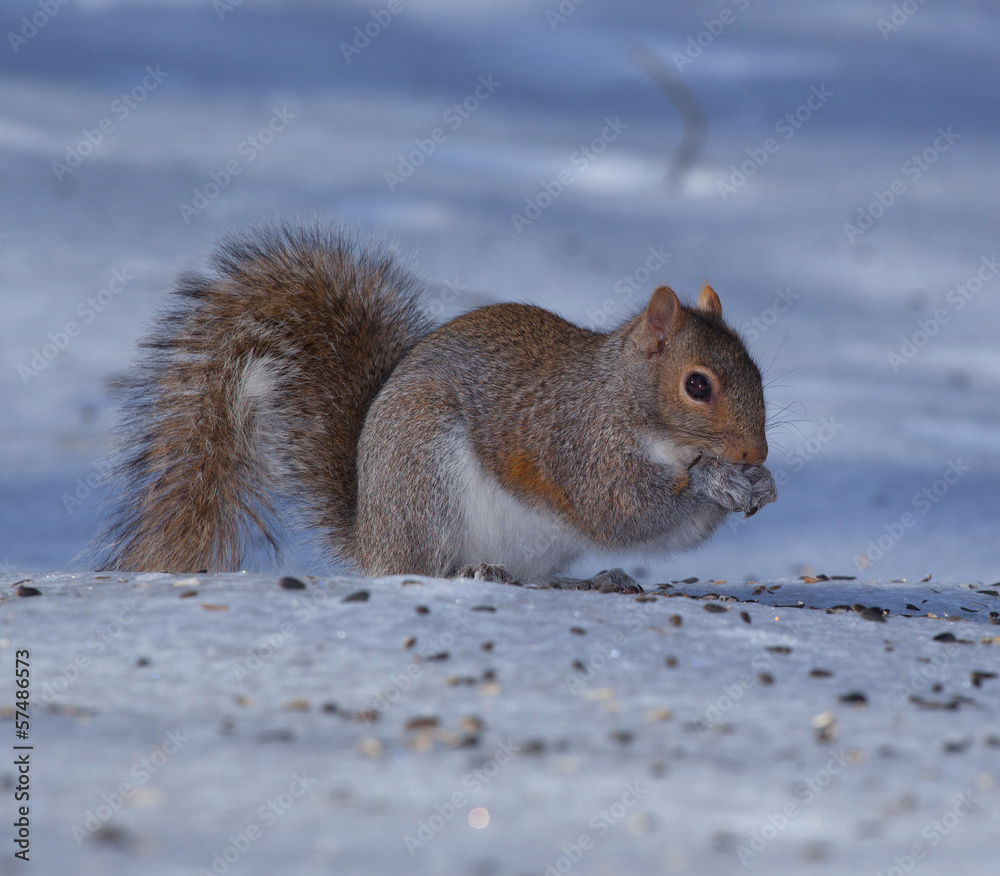 Starving squirrel Starving squirrel