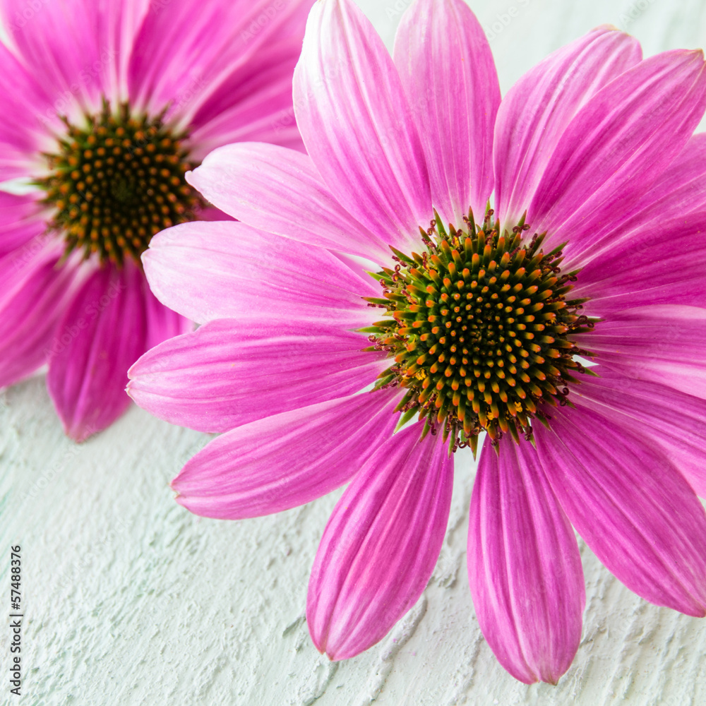 Echinacea