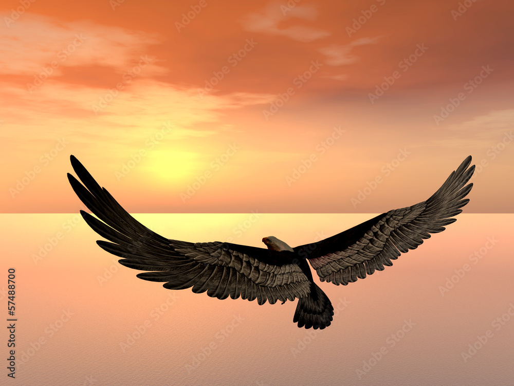 Obraz premium Sea Eagle
