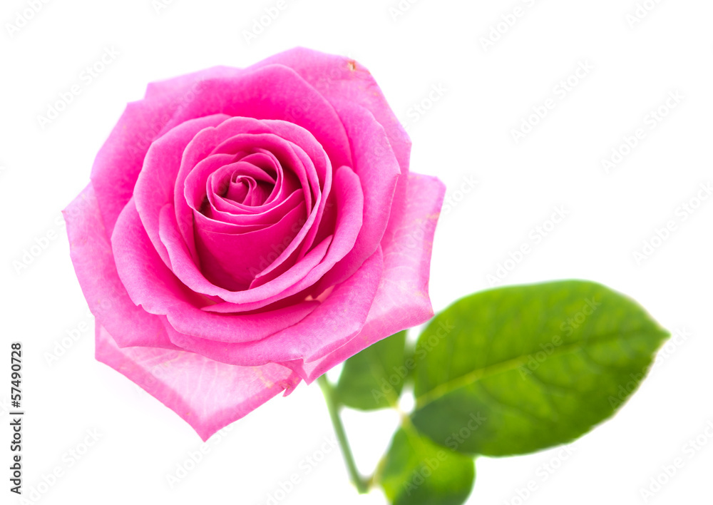pink rose isolated pink rose isolated