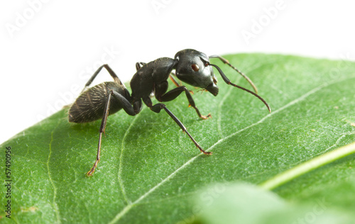 Black ant on green leaf