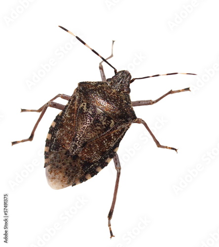 Vászonkép Brown Marmorated Stink Bug isolated on white