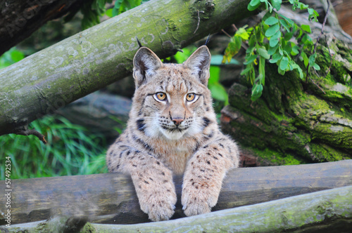 Eurasian lynx © irontrybex