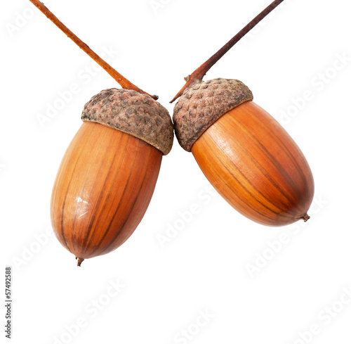 Acorns on a white background