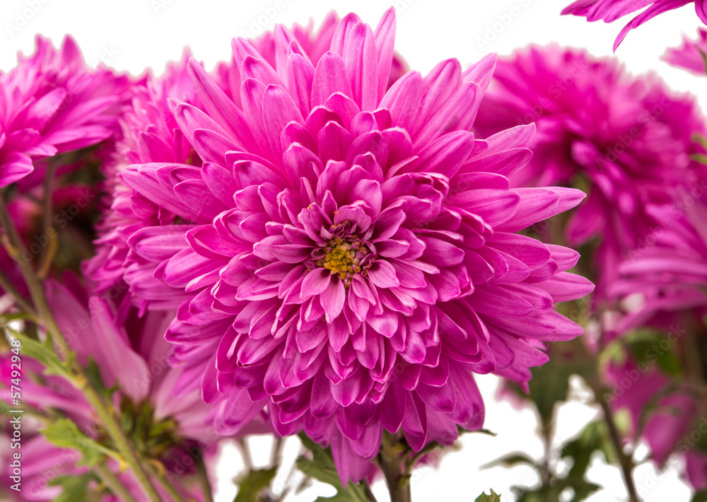 Obraz premium pink chrysanthemum isolated