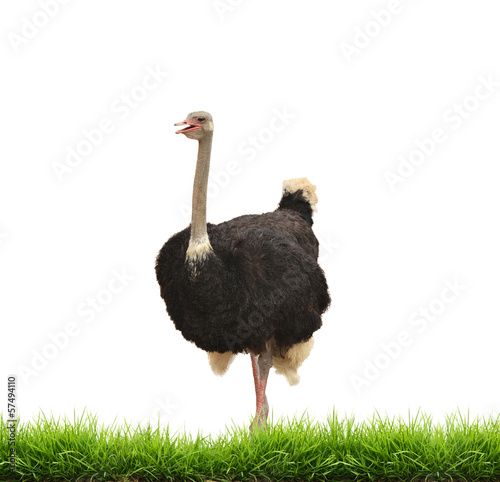 ostrich with green gress isolated