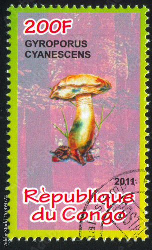 Gyroporus photo