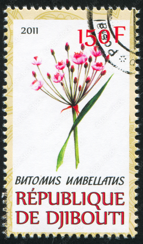 Butomus Butomus