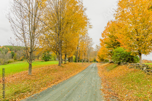 A Straight Country Road Lined with Colourful Trees in Autumn