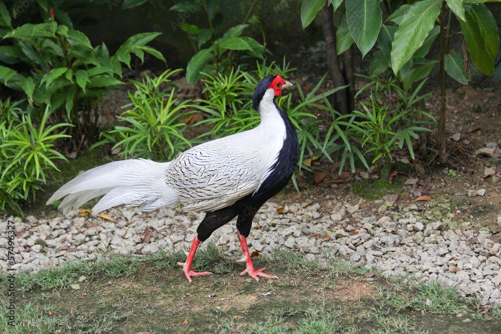 Fototapeta premium Kogut