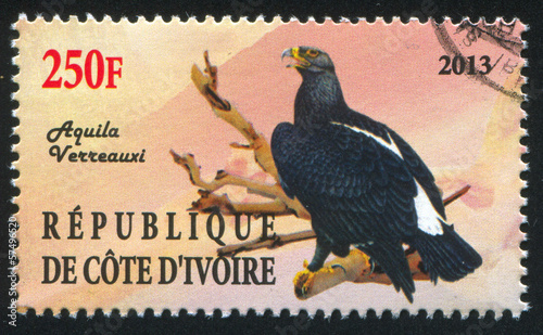 Verreaux's Eagle photo