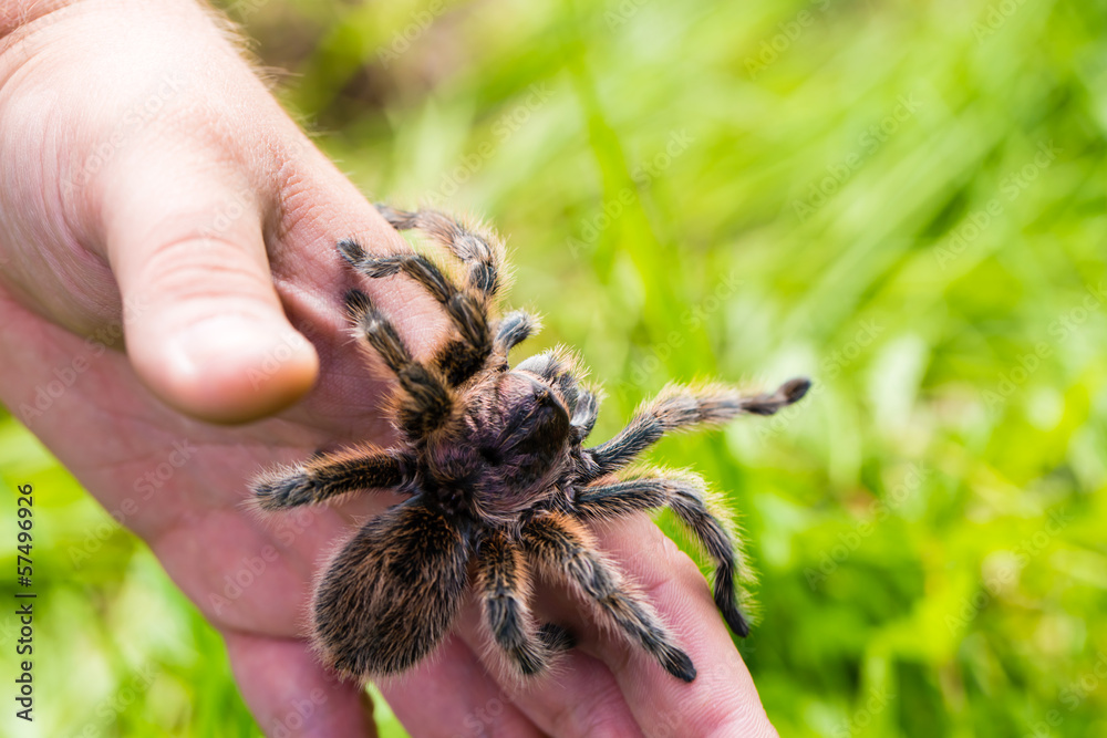 Obraz premium Vogelspinne