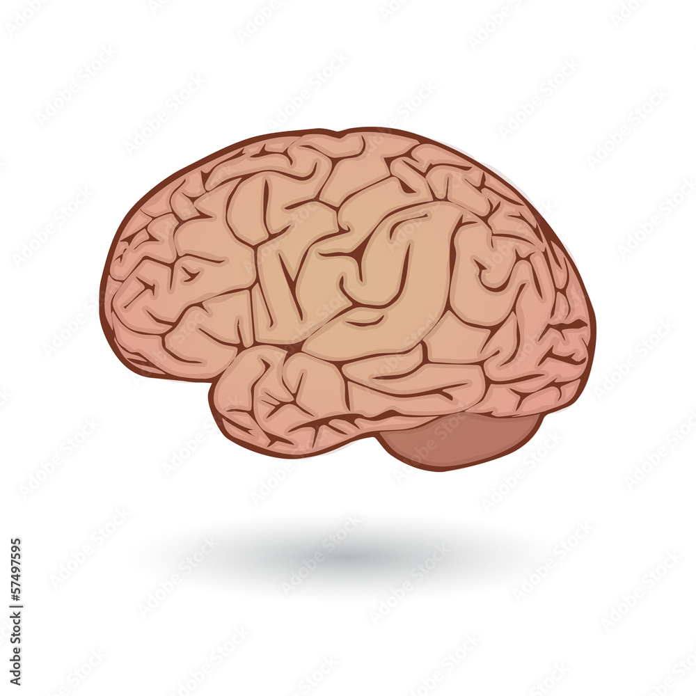 Brain illustration Brain illustration