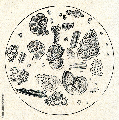 Chalk under microscope (ca. x300) photo