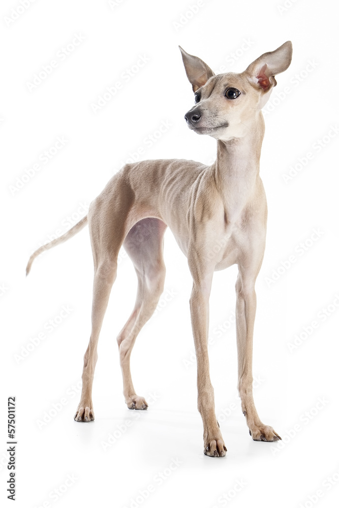 Italian greyhound