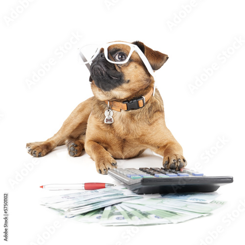 Dog Breed Small Brabant Accountant