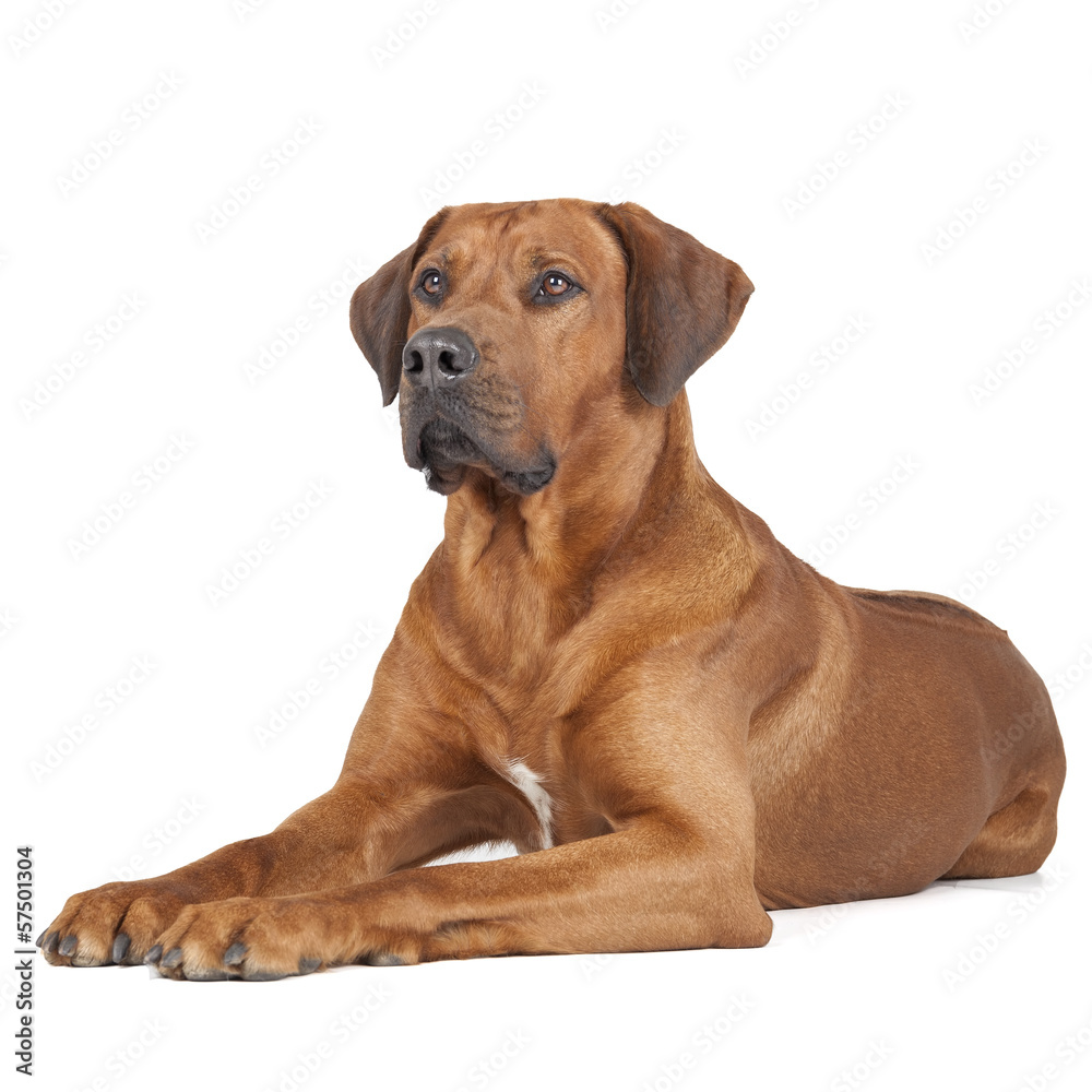 Rhodesian Ridgeback portrait