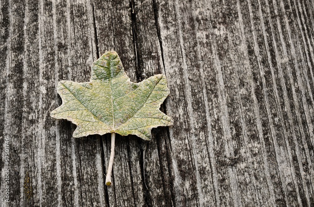 Leaf on a wooden background