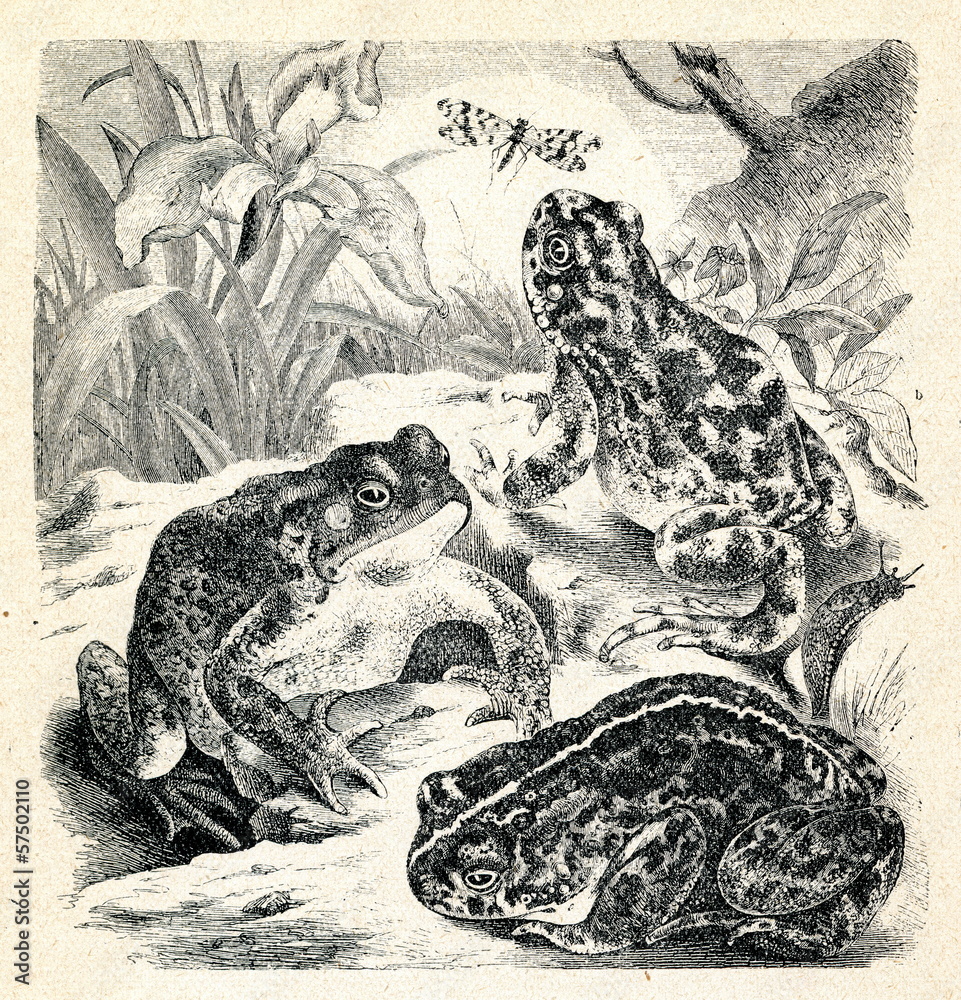 Naklejka premium Toads (Bufo bufo, B. variabilis, B. calamita)