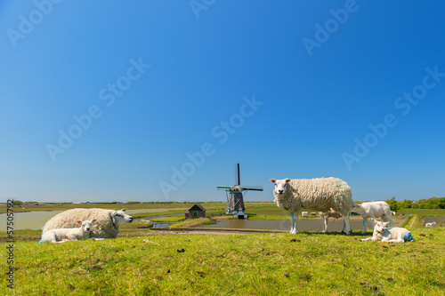 Tableau sur toile Sheep and windmill at Dutch island Texel