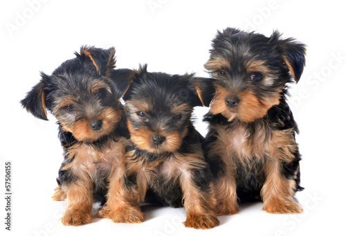 puppies yorkshire terrier