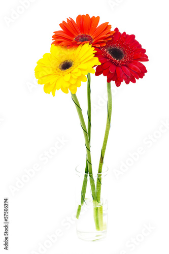 Gerbera flower isolated on white background