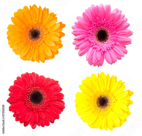 Set of gerbera flowers isolated on white background
