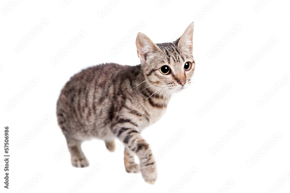 Thin adult tabby cat, isolated on white