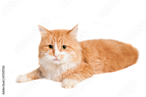 Ginger mixed breed cat  isolated on white