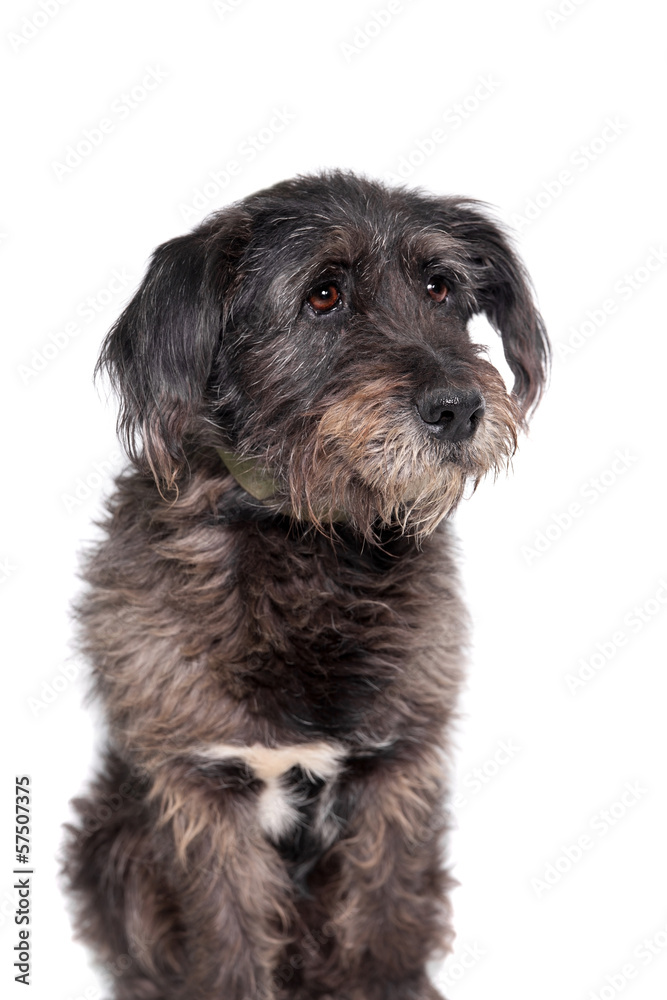 Mixed breed dog isolated on white background