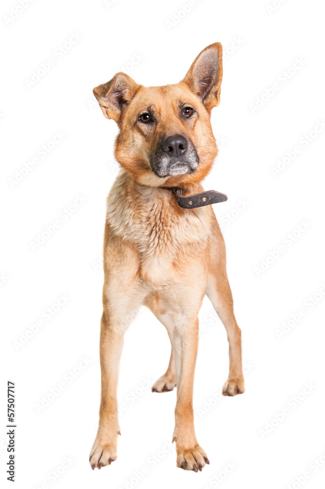 Mixed breed dog isolated on white background Mixed breed dog isolated on white background