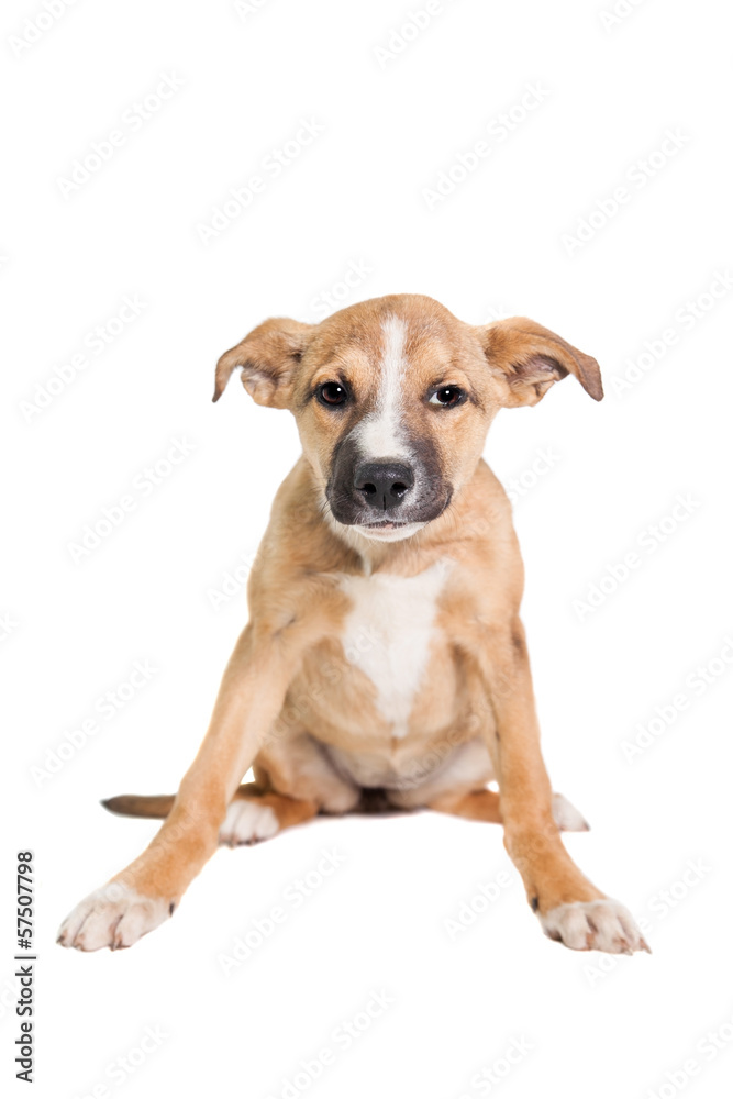 Mixed breed puppy isolated on a white background Mixed breed puppy isolated on a white background