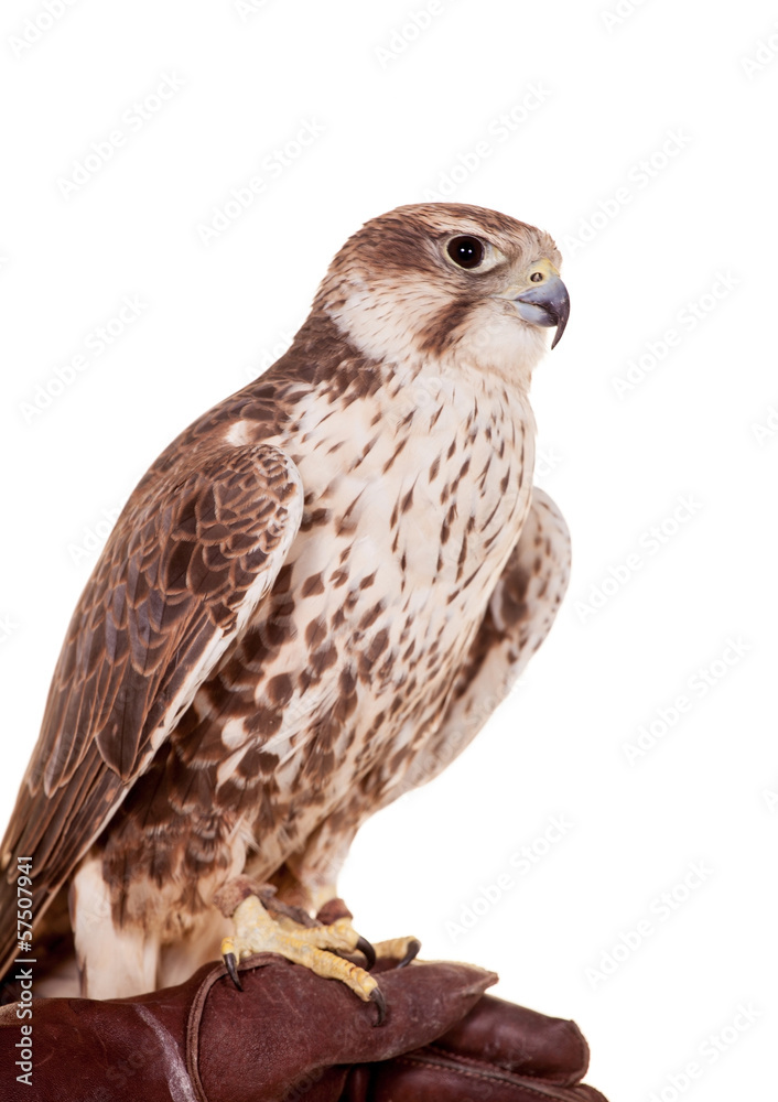 Saker Falcon (Falco cherrug) isolated on white Saker Falcon (Falco cherrug) isolated on white