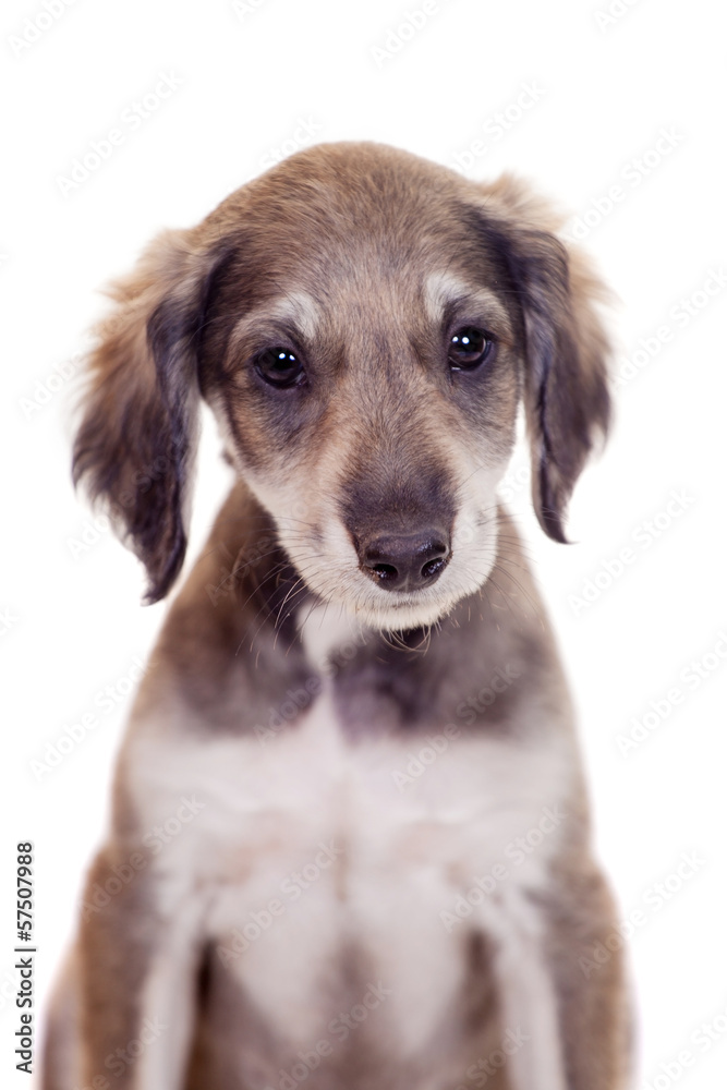 Tazy - Kazakh greyhound, 2 mounth old puppy, isolated on white Tazy - Kazakh greyhound, 2 mounth old puppy, isolated on white