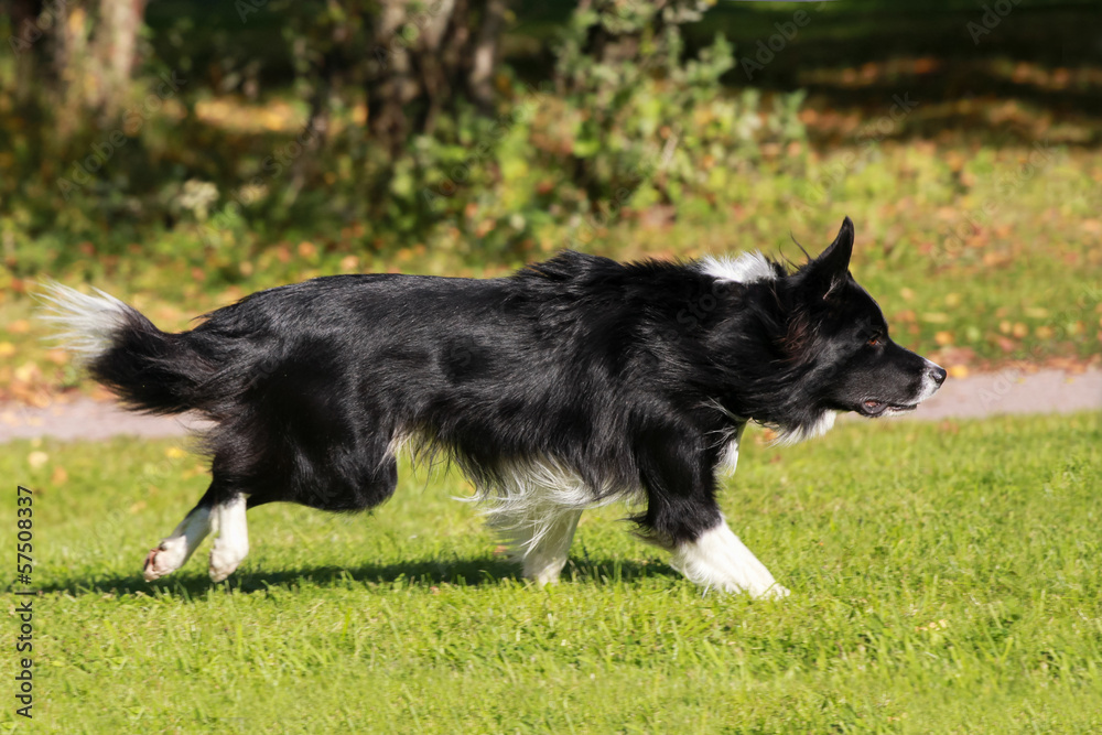 Fototapeta premium Running border collie