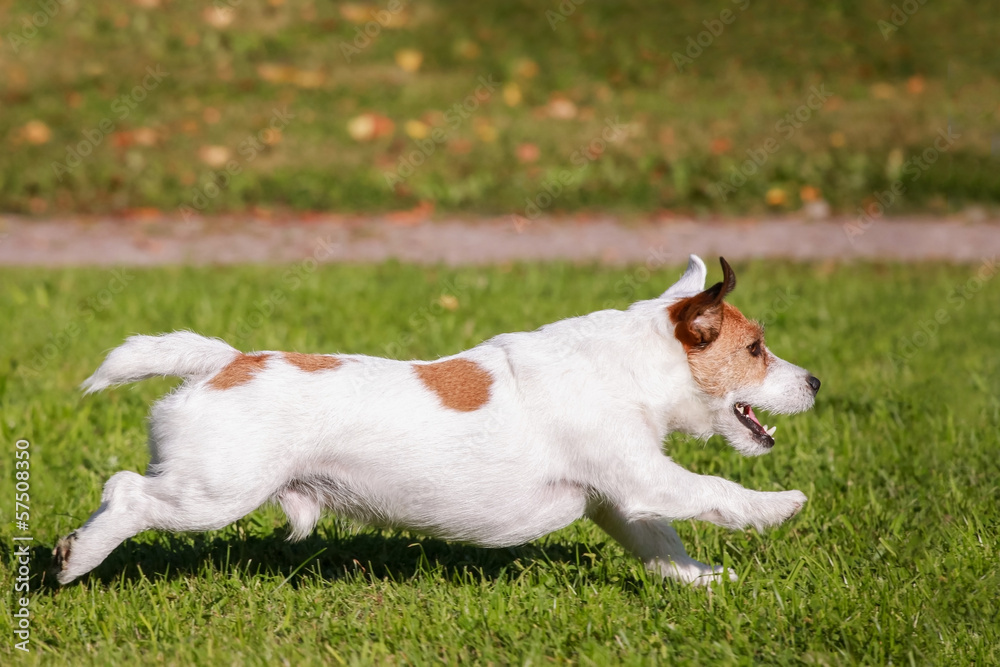 Jack Russell Terrier running on the autumn meadow Jack Russell Terrier running on the autumn meadow