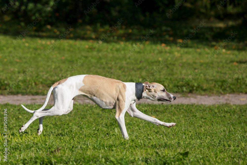 Whippet dog run in field