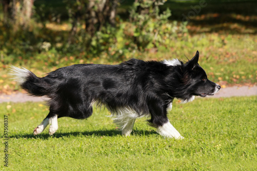 Running border collie