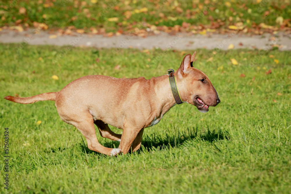 Running english miniature bull terrier