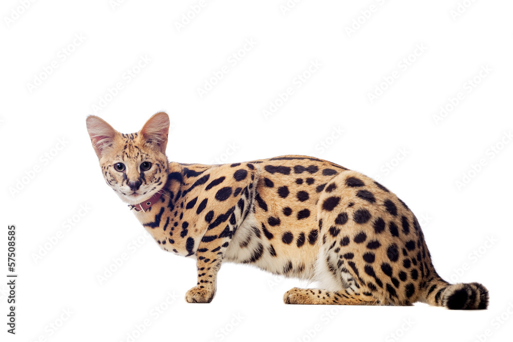 Obraz premium Beautiful serval (Leptailurus serval) on the white background