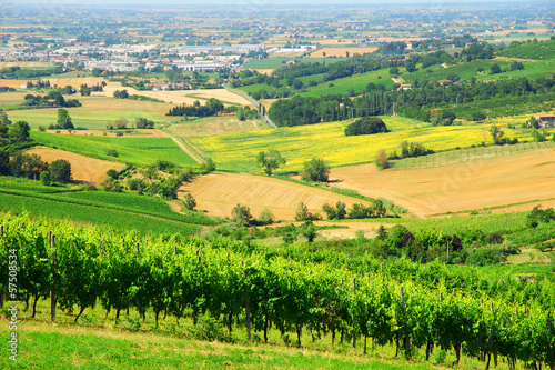 Italy, Romagna Apennines hills and vineyards photo