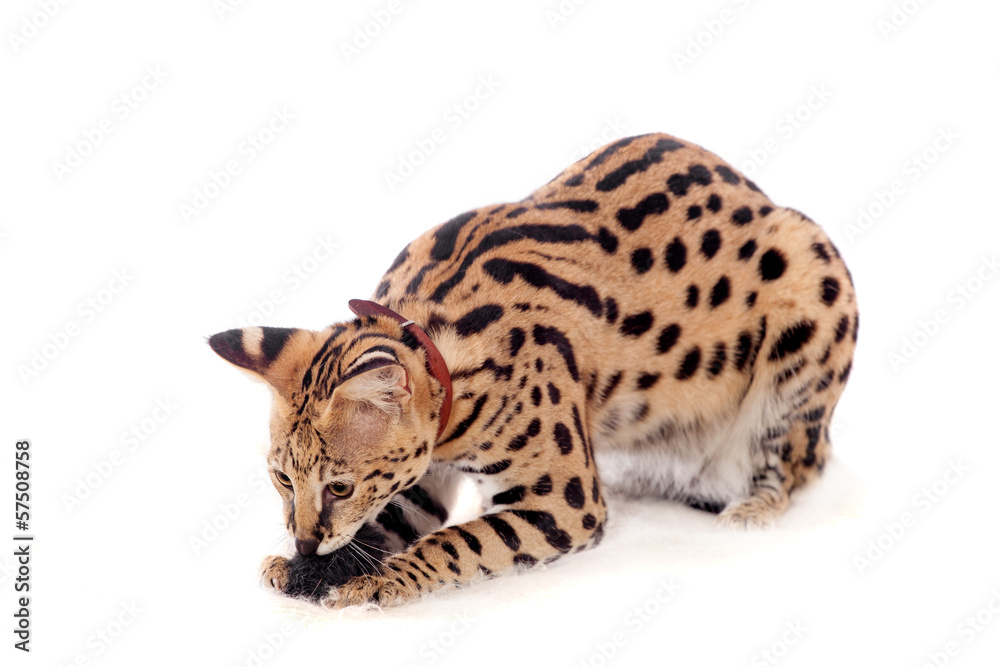 Naklejka premium Beautiful serval (Leptailurus serval) on the white background
