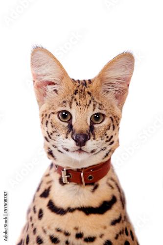 Beautiful serval (Leptailurus serval) on the white background