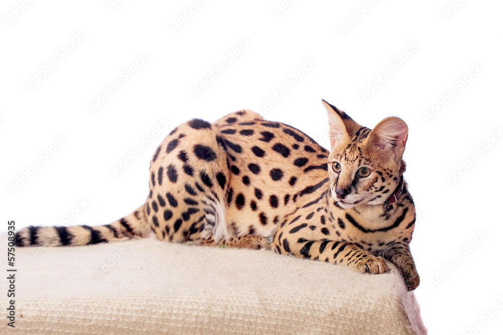 Fototapeta premium Beautiful serval (Leptailurus serval) on the white background