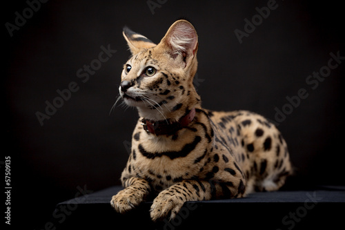 Beautiful serval (Leptailurus serval) on the black background