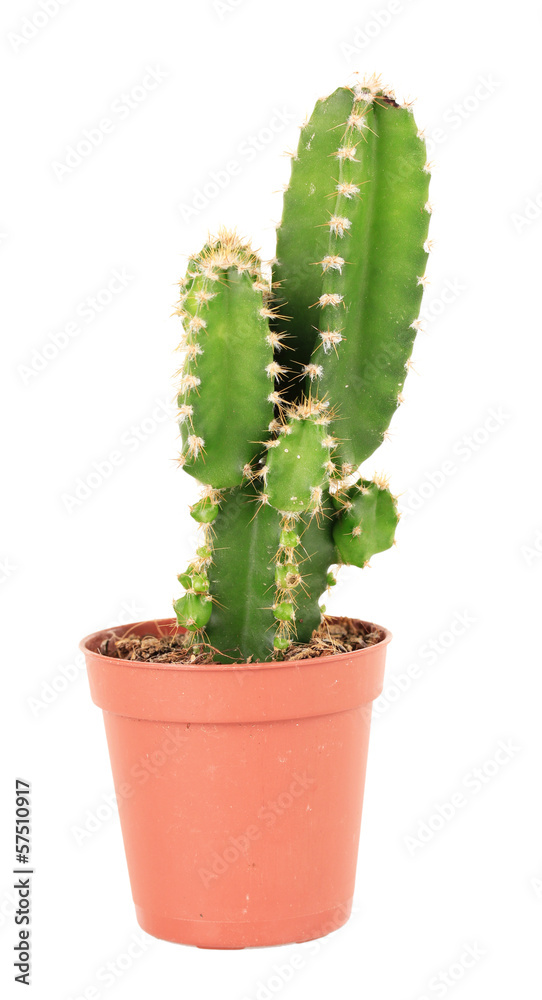 Cactus in flowerpot, isolated on white background Cactus in flowerpot, isolated on white background