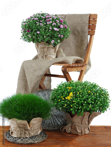 Fototapeta Naklejka Na Ścianę i Meble -  Chrysanthemum bushes and grass in pots with chair isolated
